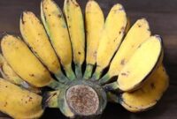 Pisang digoreng cocok bingung deretan perlu mahal selatan bahan ilustrasi banana kesehatan bagi baik kanker konsumsi mencegah termasuk tubuh colon