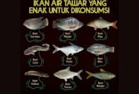 5 macam ikan air tawar yang paling banyak dikonsumsi di indonesia