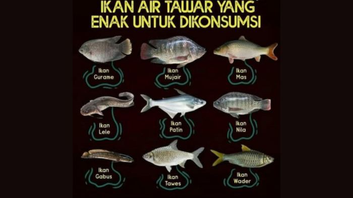 5 macam ikan air tawar yang paling banyak dikonsumsi di indonesia