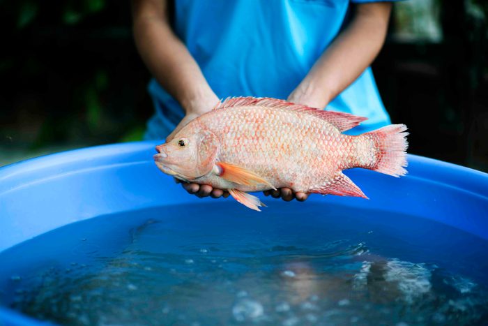 5 macam ikan air tawar yang paling banyak dikonsumsi di indonesia